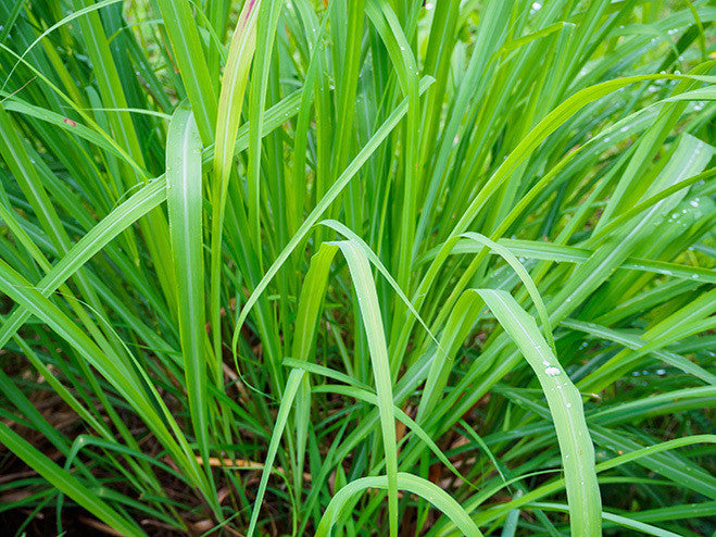 Palmerosa fully grown with bright green leaves.