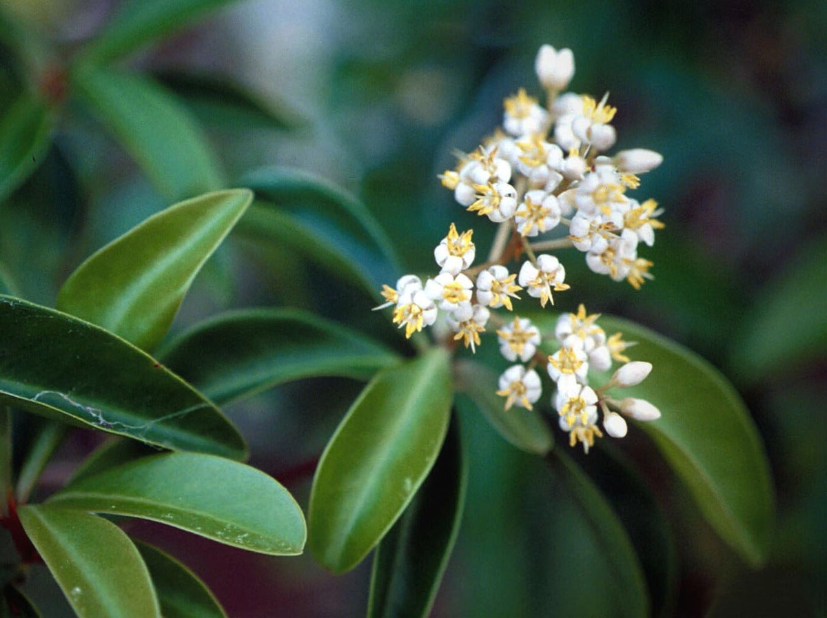Amyris flower with white buds stemming from green leaves. The raw form of Amyris balsamifera before being extracted into an Essential Oil