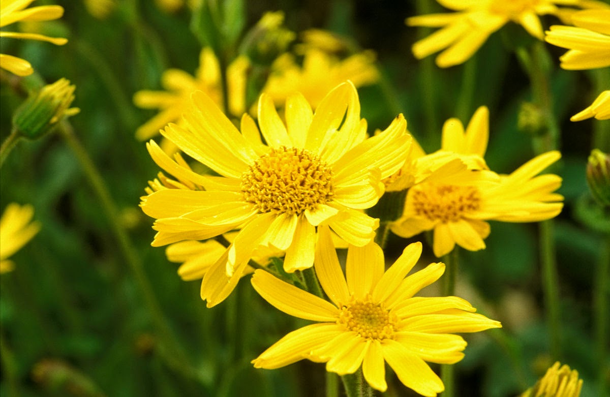Arnica flower with bright yellow petals surrounded by green grass.