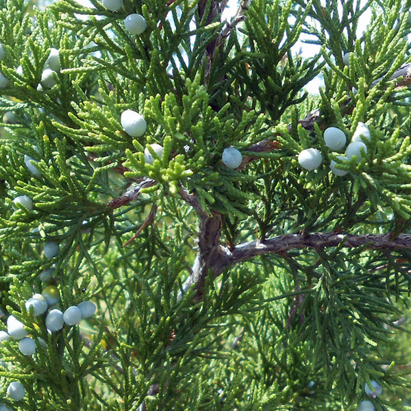 Cedarwood tree or Cedrus virginiana showing off a prime example of where the essential oils is extracted from