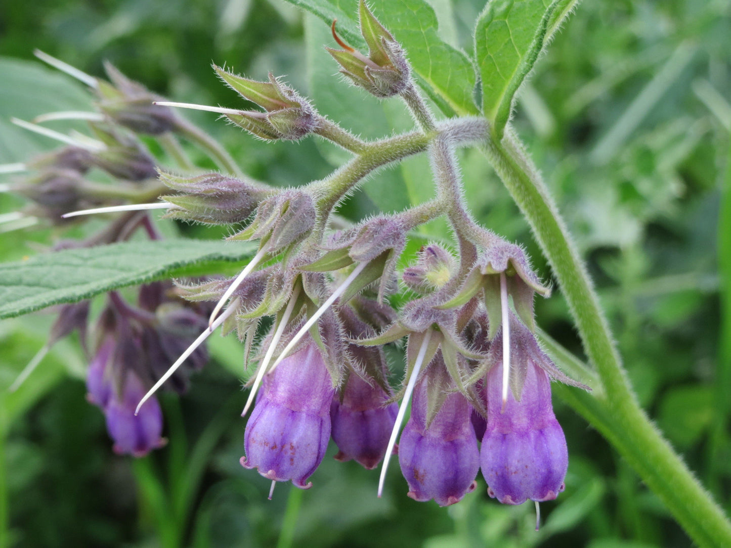 The comfrey flower with fuzzy furry stem and purple blossomed petals.