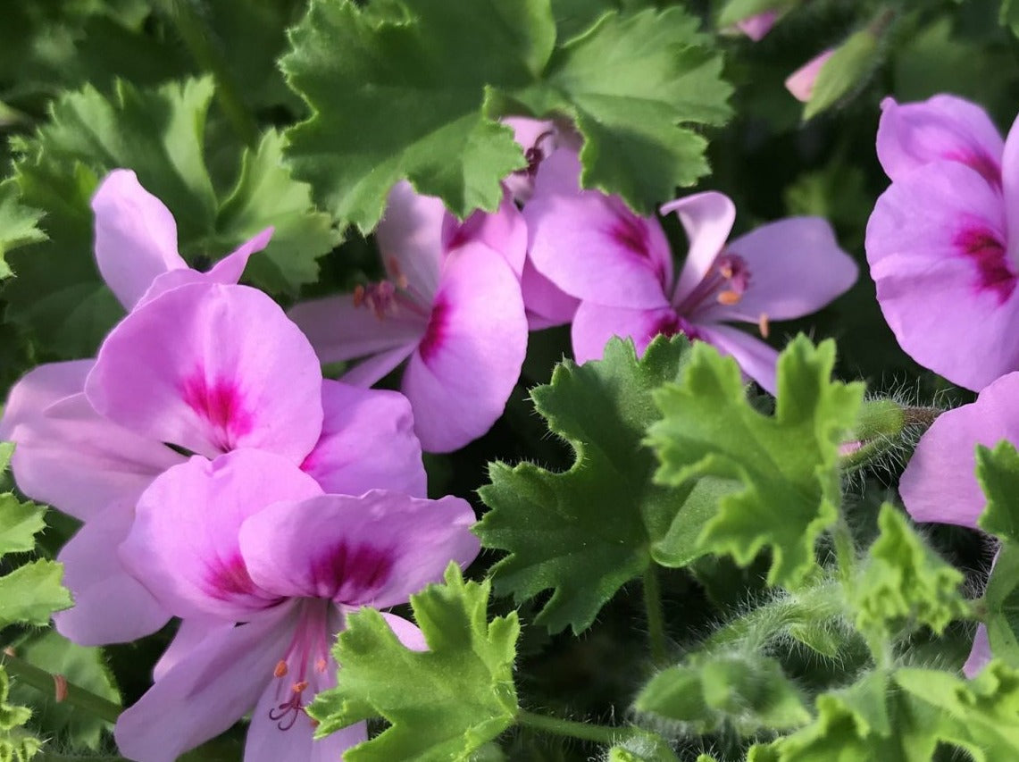 The Rose Geranium flower with its scented leaves.