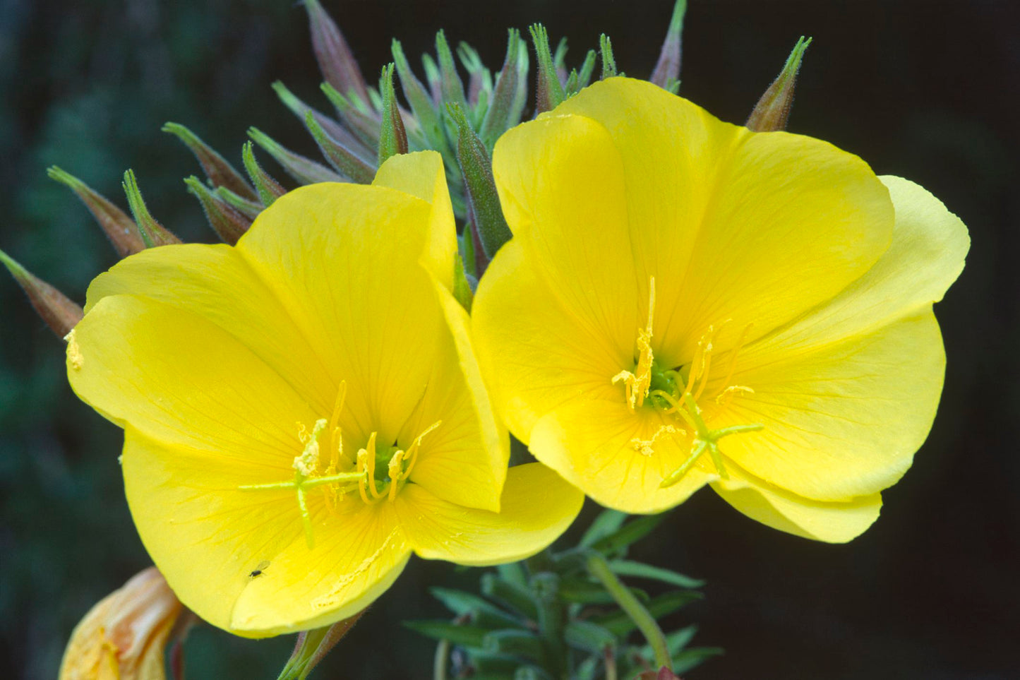 Yellow evening primrose plants.
