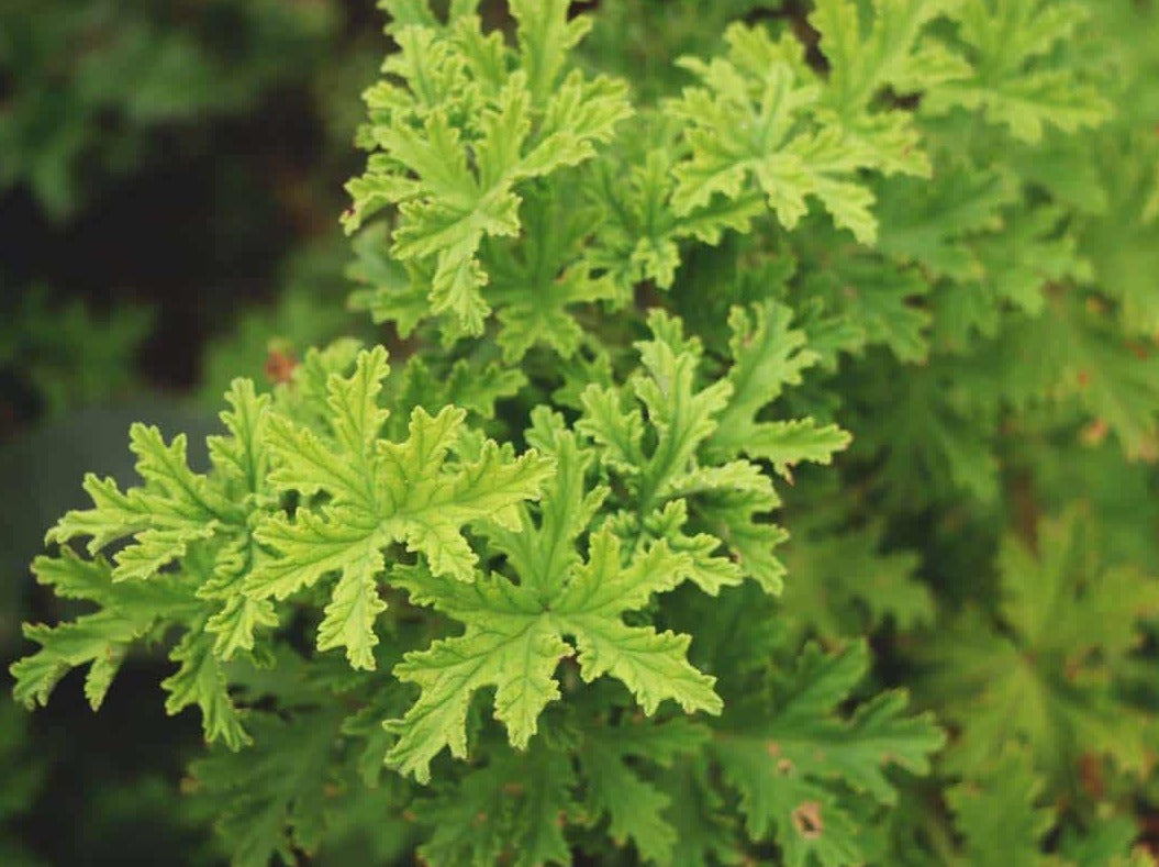 Citronella plant with its green wavy and leafy texture.