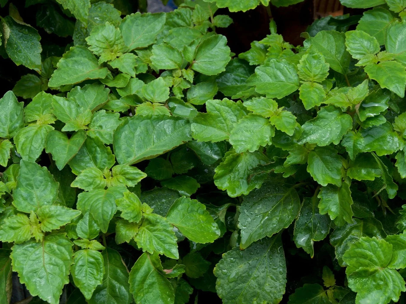 Patchouli plant leaves known for their very fragrant smell.
