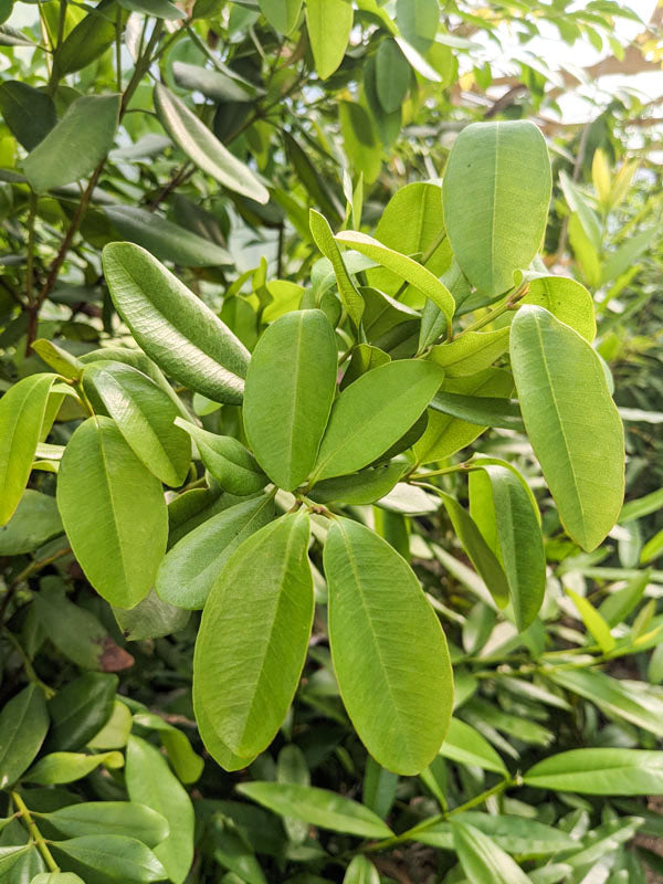 Bay Rum Spice Tree also known as Pimenta racemosa