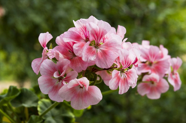 Pink geranium flowers, known for its bright vibrant colours of pink and purple.
