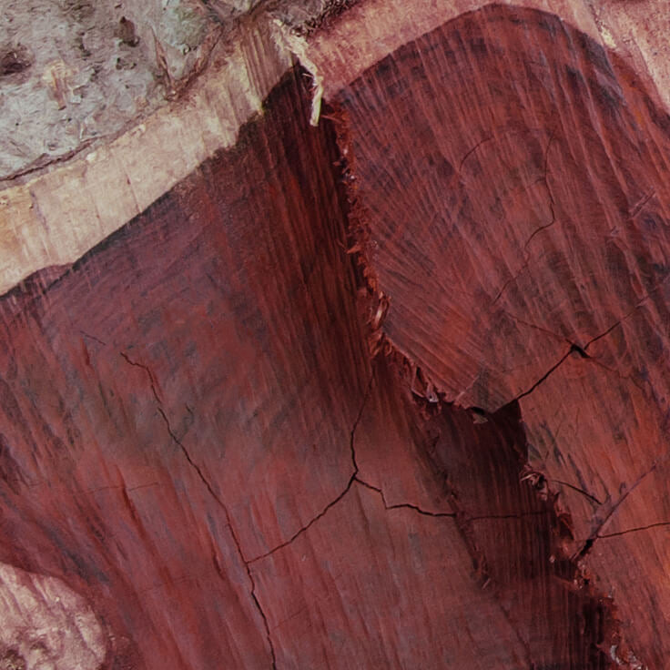 A closeup shot of Rosewood to see past the bark at its in rose red.