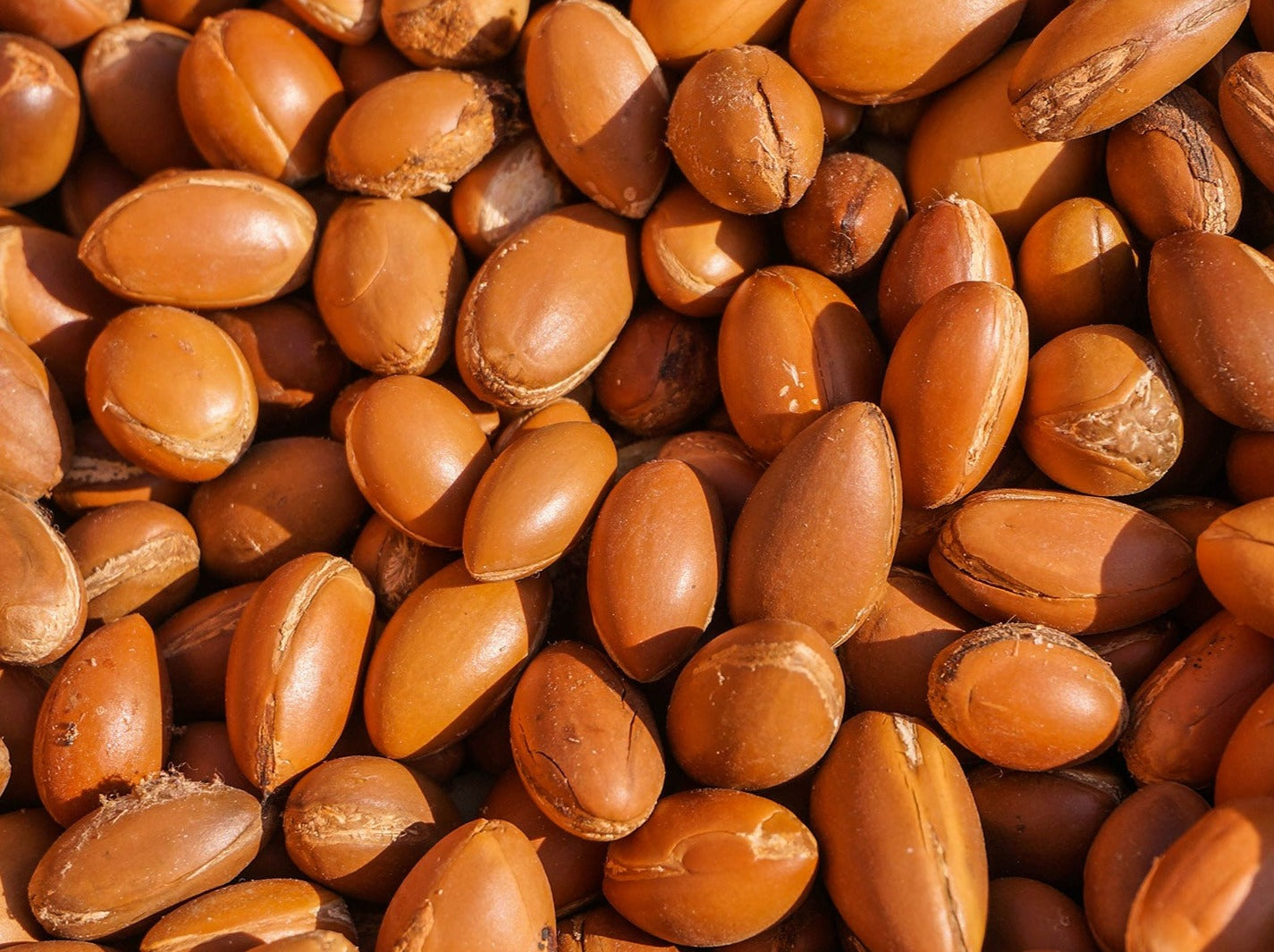 Many Argans or Argania spinosa in Latin in a huddle after being picked and dried.