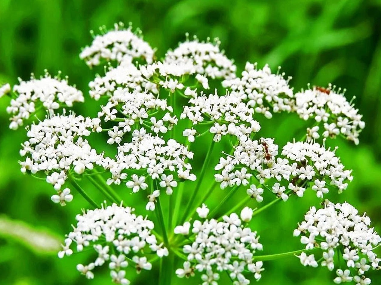 Aniseed in its one of its earliest forms still budding its plants. A raw form of Pimpinella anisum before the extraction into an Essential Oil