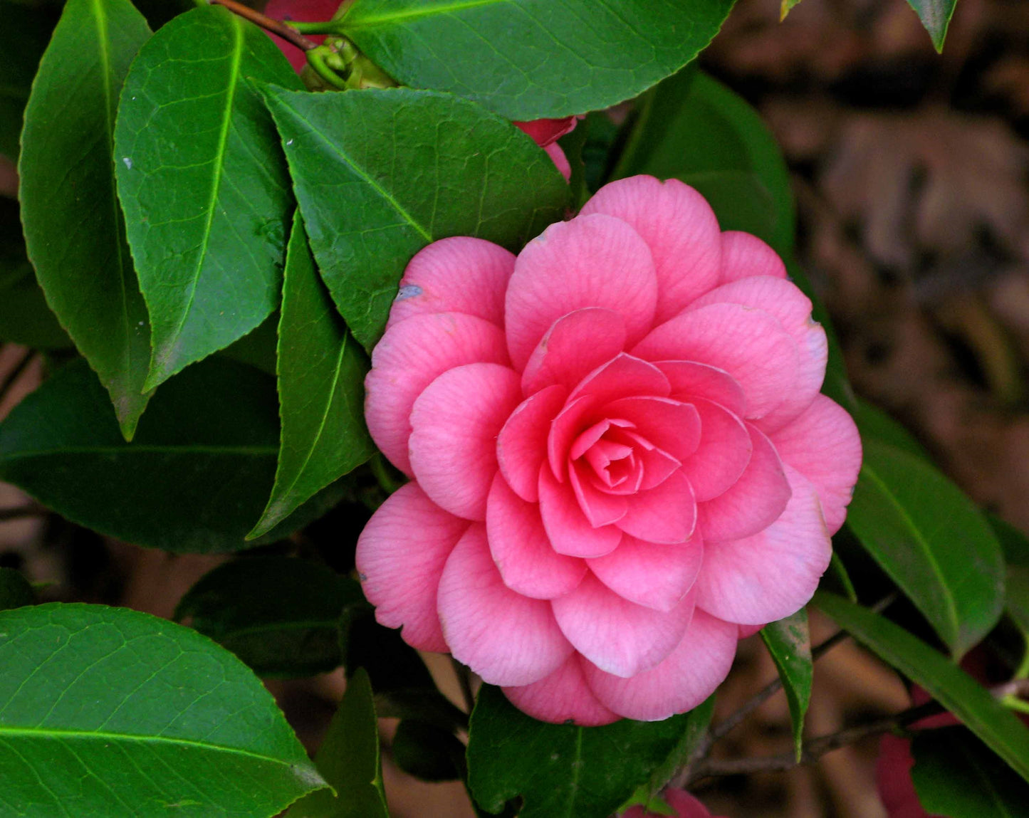 A camellia flower, a Japanese flowering plant with bright pink petals