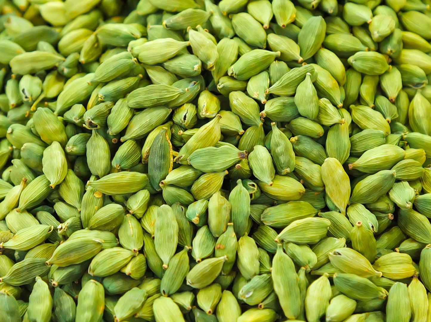 Cardomom seeds used in cooking and the creation of essential oils with many health benefits. Ellettaria cardomomum before it's grown into a plant