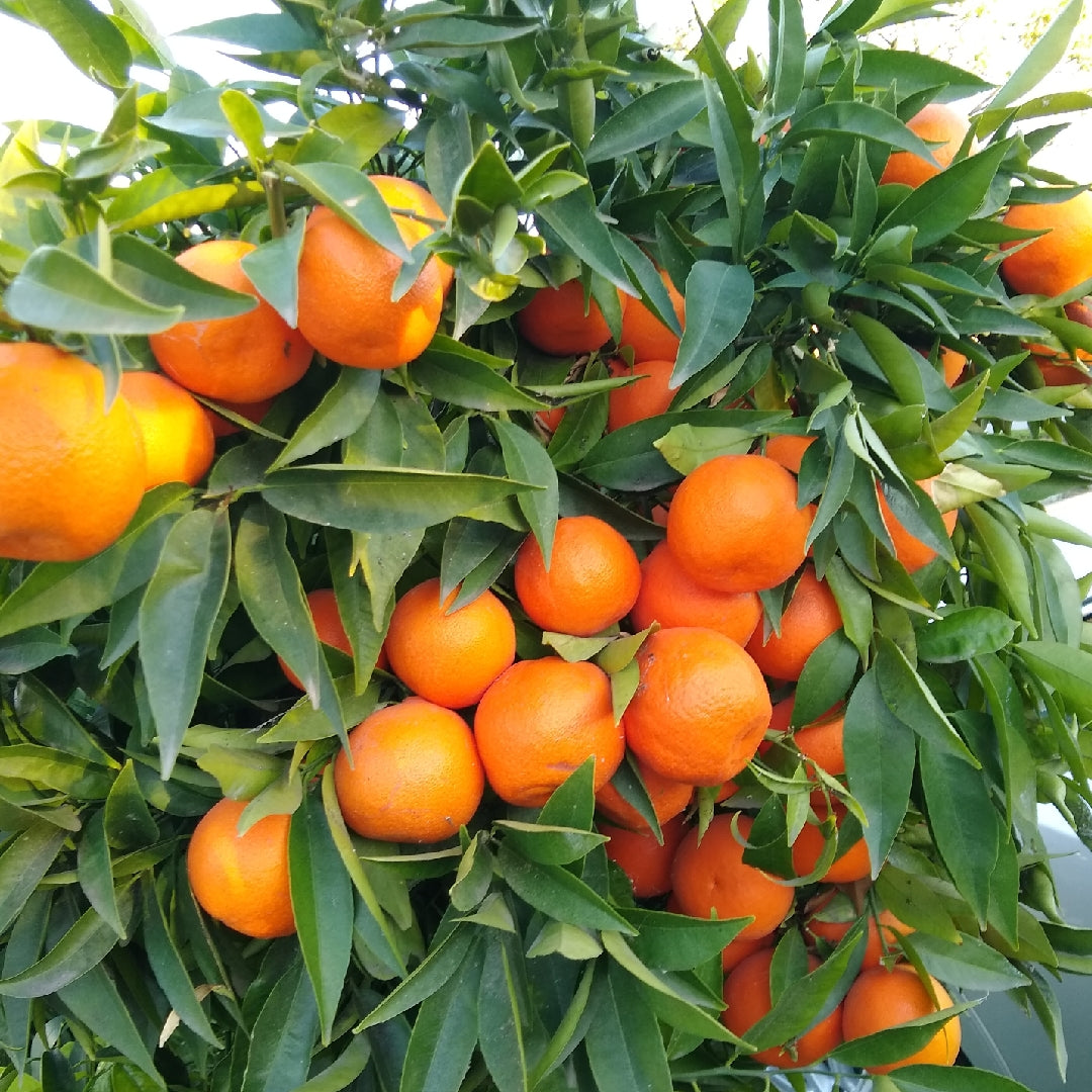 A popular citrus fruit called Tangerines hanging on their plants.