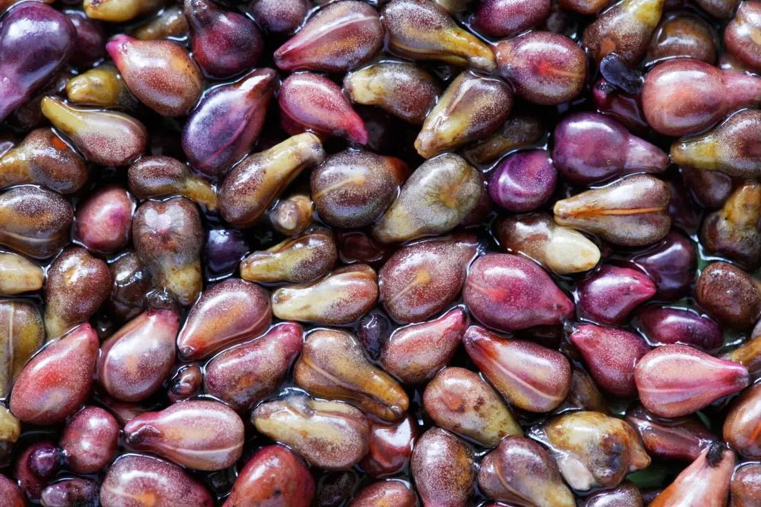 Freshly extracted grapeseed's in their own oil.