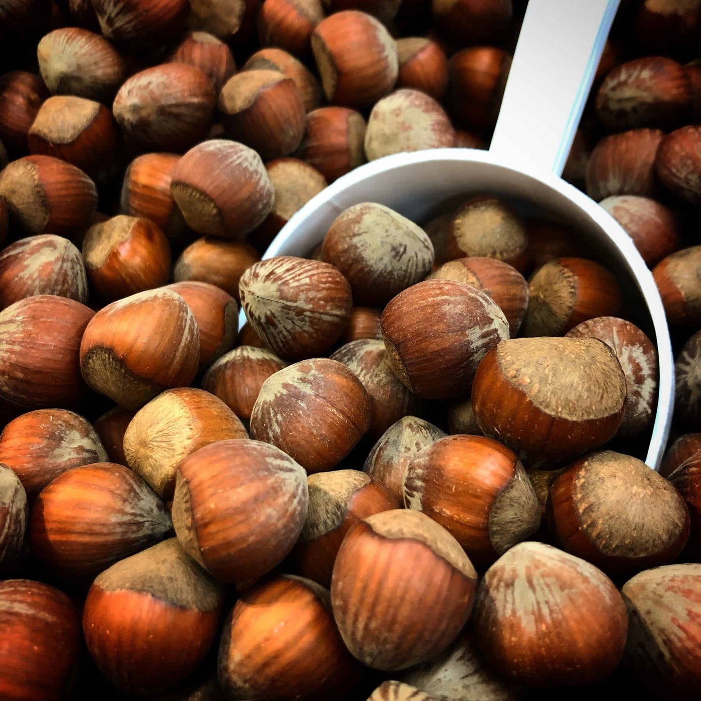 Big hazelnuts being scooped up ready for oil extraction.