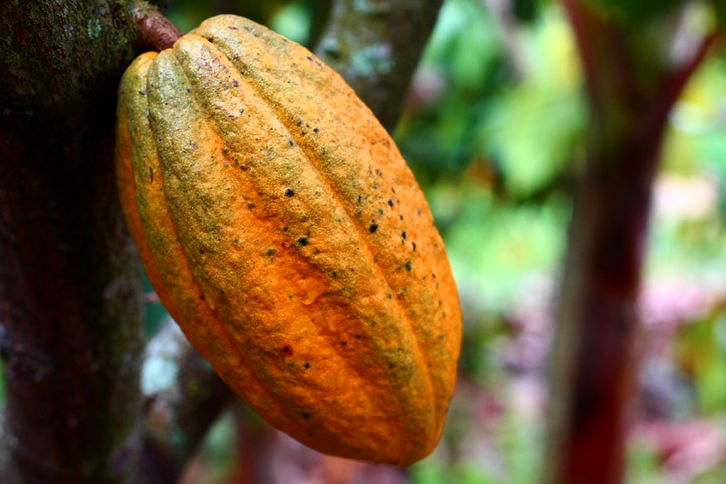The cocoa bean, used very commonly in many recipes, a very popular ingredient.