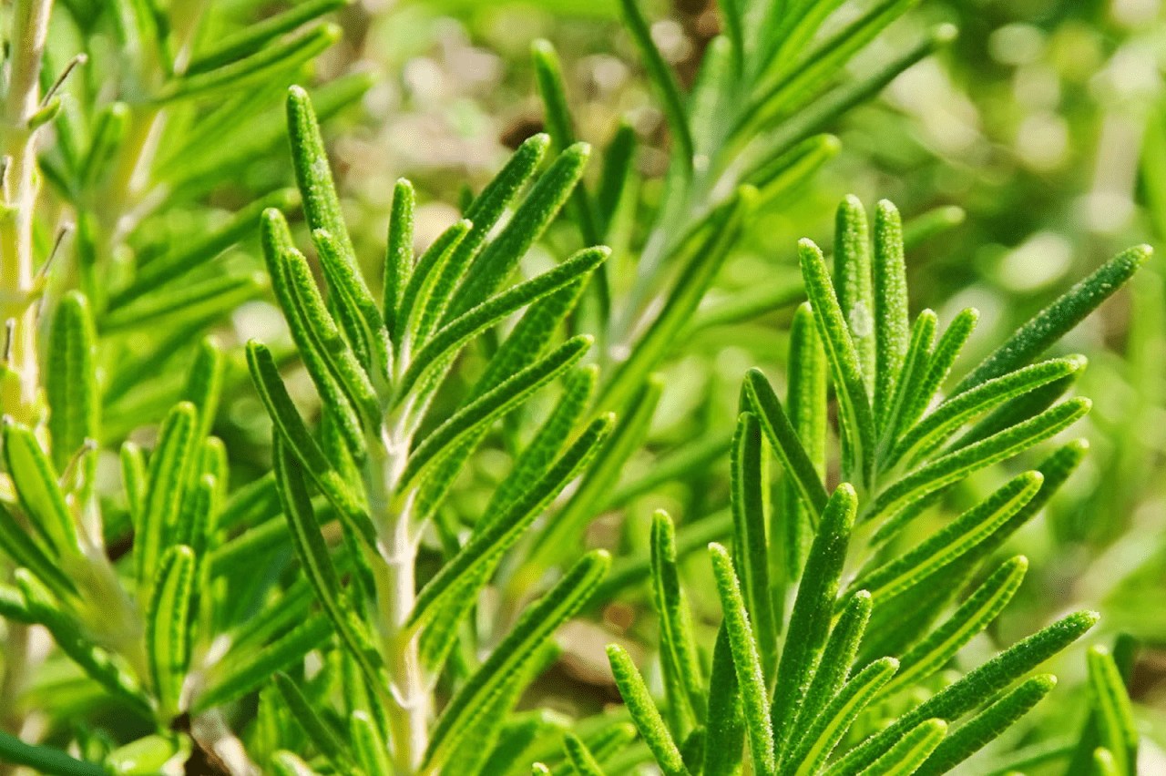 Hydroponic Rosemary a popular herb used in cooking and essential oils.
