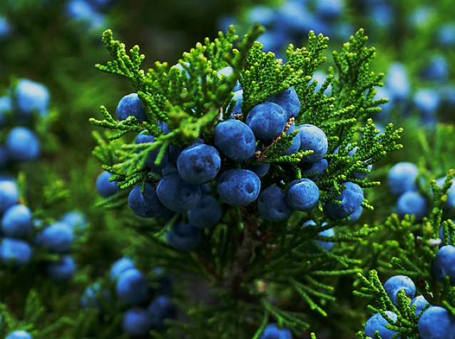 The juniper berries ripe and ready for use as an essential oil.