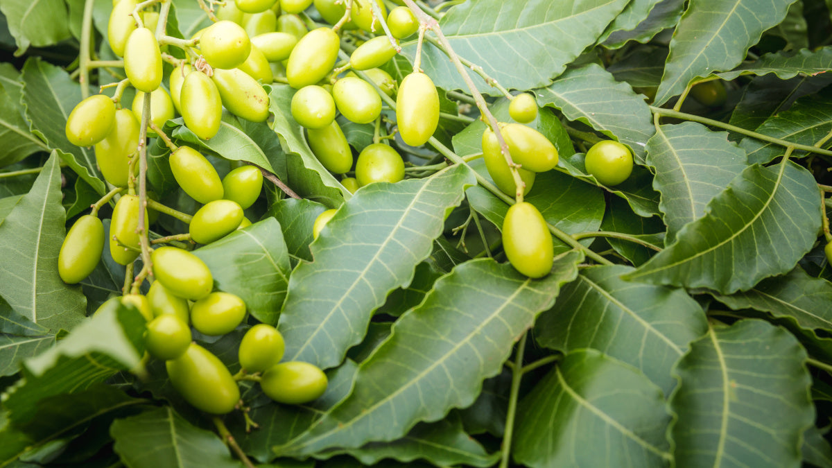 Neems on the plant often used in Neem tea or essential oiis.
