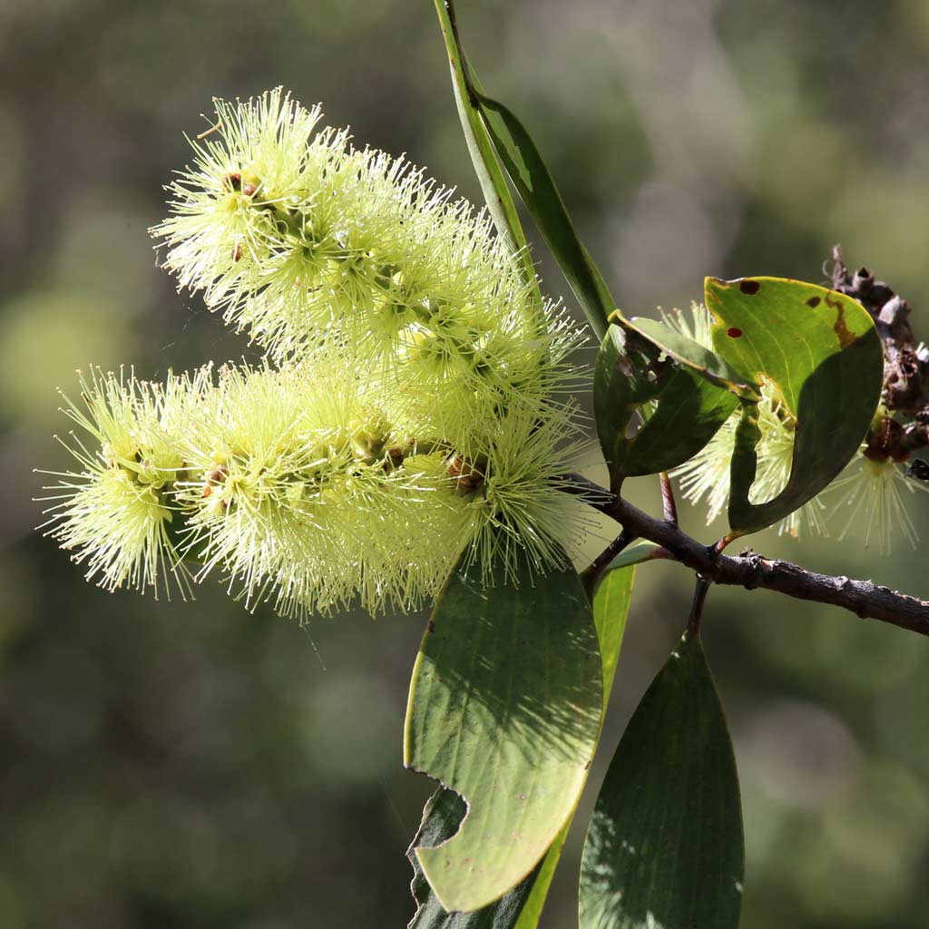Niaouli flower grown from a melaleuca viridiflora also known as a medicine tree.