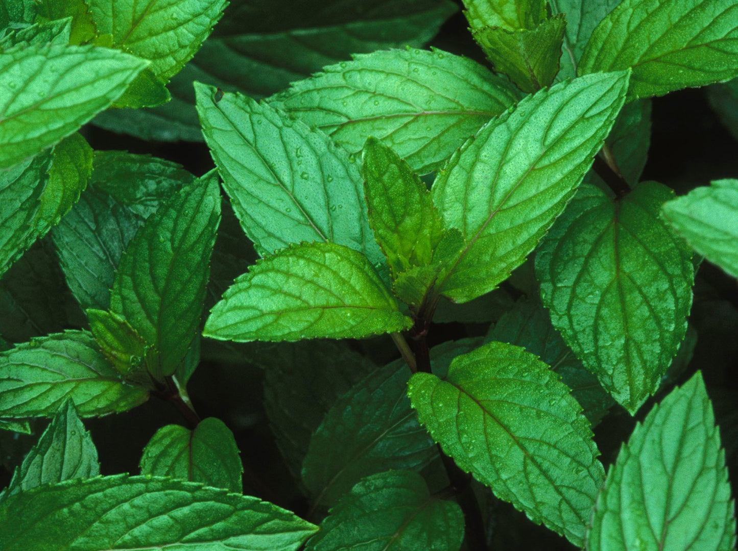 Peppermint leaves