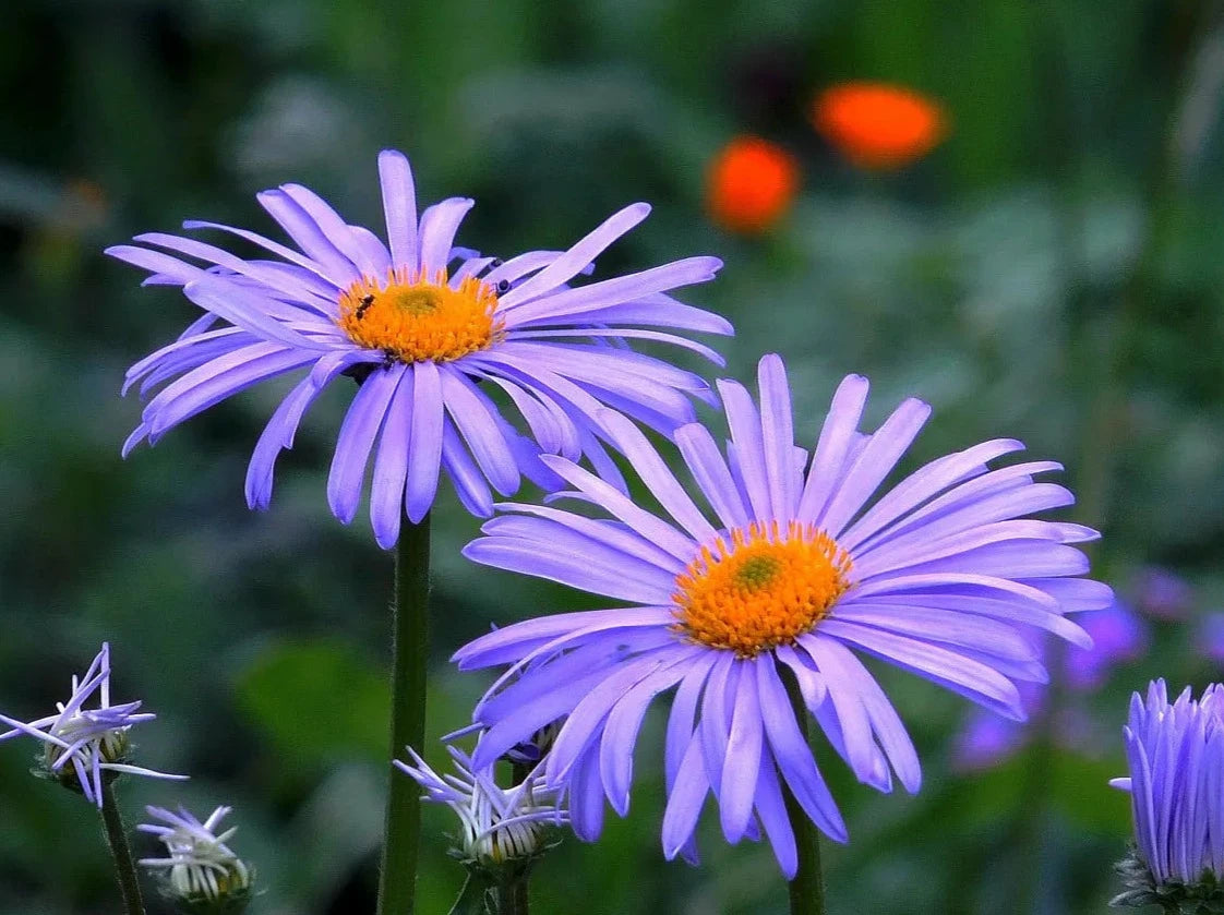 Blue chamomile a beautiful vibrant flower with purple petals