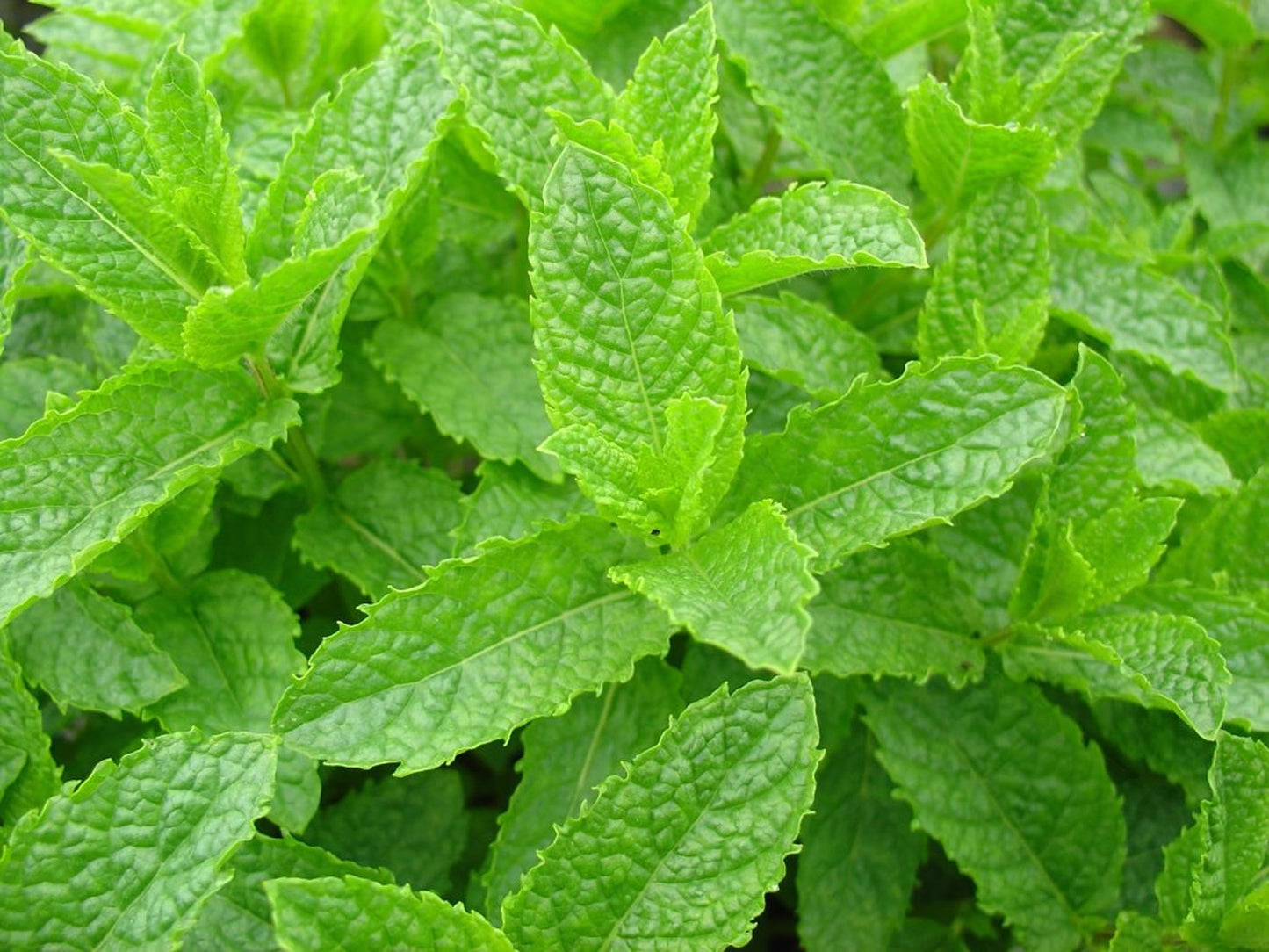The very popular spearmint leaf.