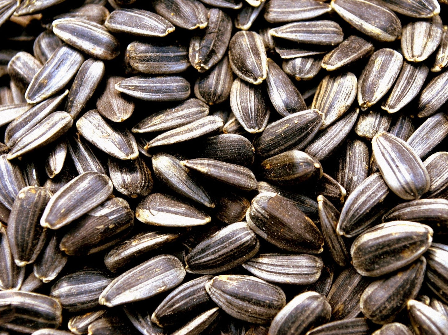 Sunflower seeds harvested from the sunflower.