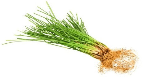 Vetiver grass with its deep roots showing.