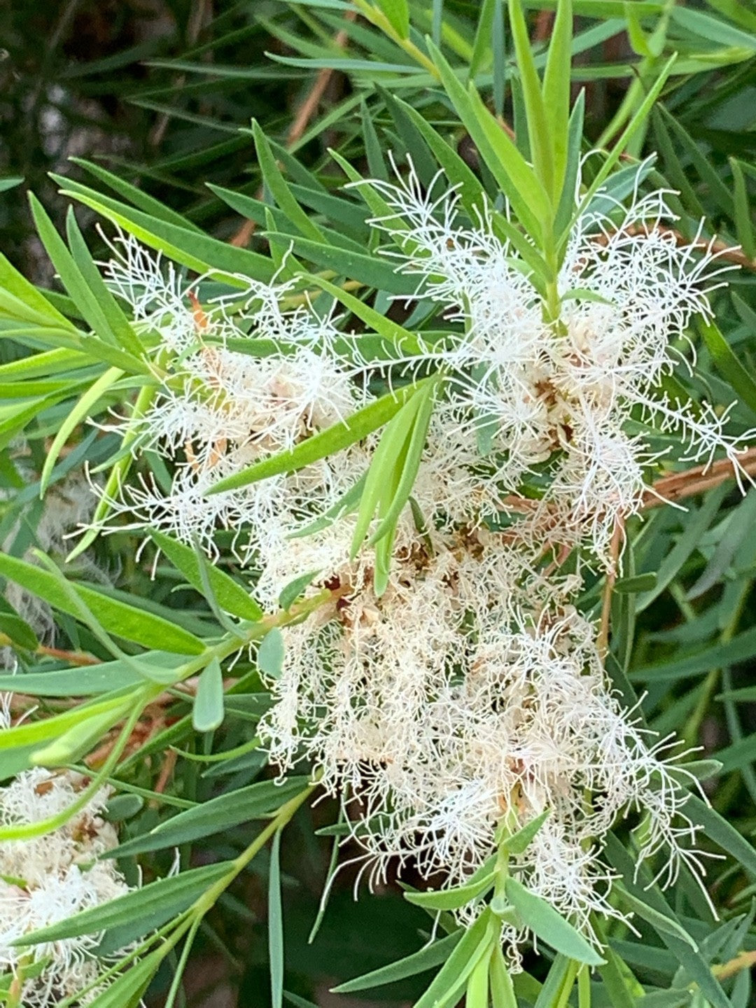 The melaleuca alternifolia plant, known as tea tree to most people.