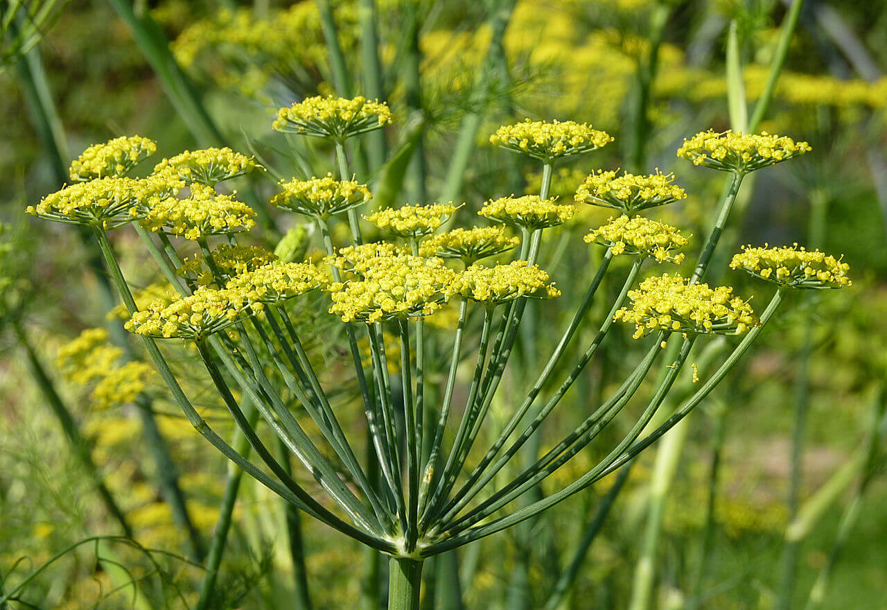 Fennel plant. used decoratively to entice pollenating wildlife, but the fennel seed is often used in many ways including as an essential oil.