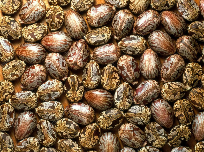 Lots of Castor seeds beffore being turned into an oil with their unique pattern over their shells.