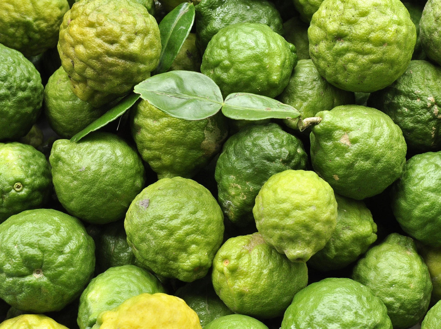 Bergamot Essential Oil (Citrus bergamia)