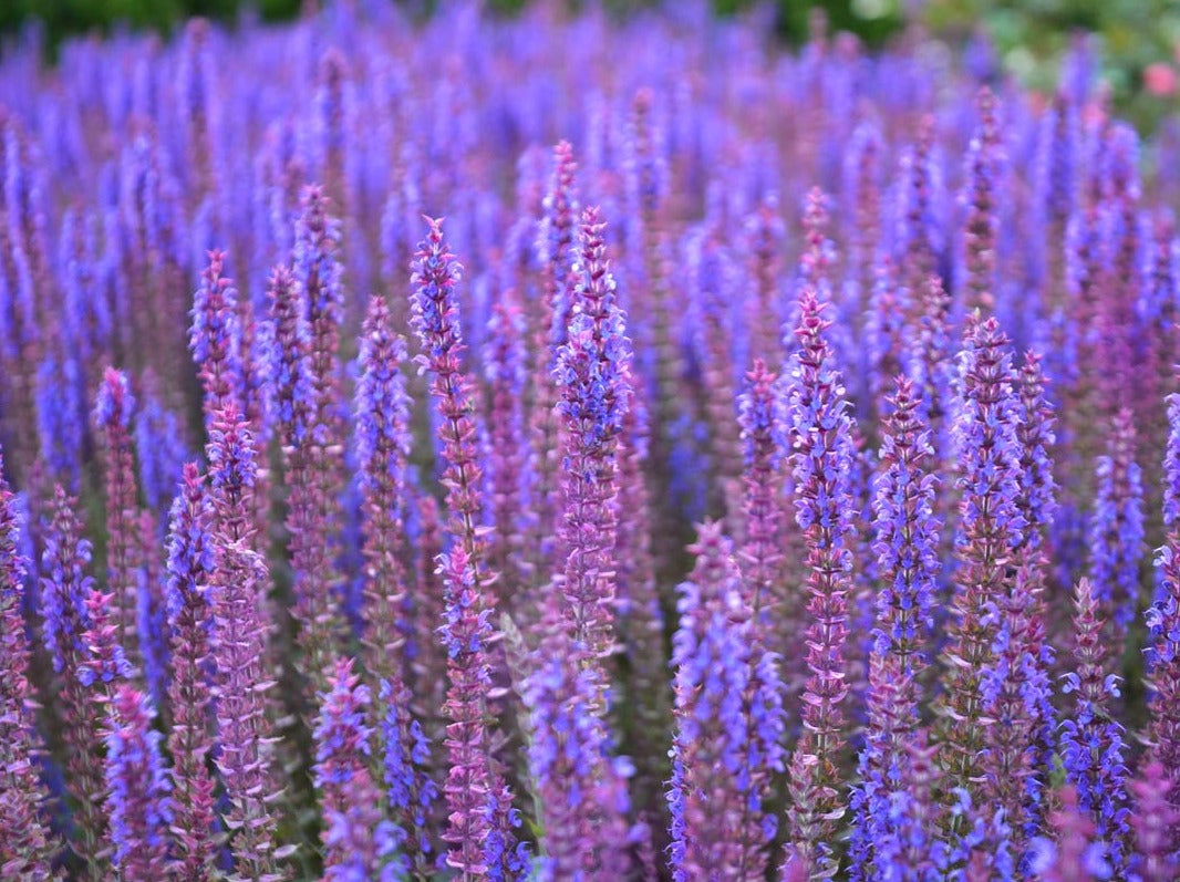 Clary Sage a bright purple flower attracting many animals and wildlife. They grow in abundance and are used as an essential oil.