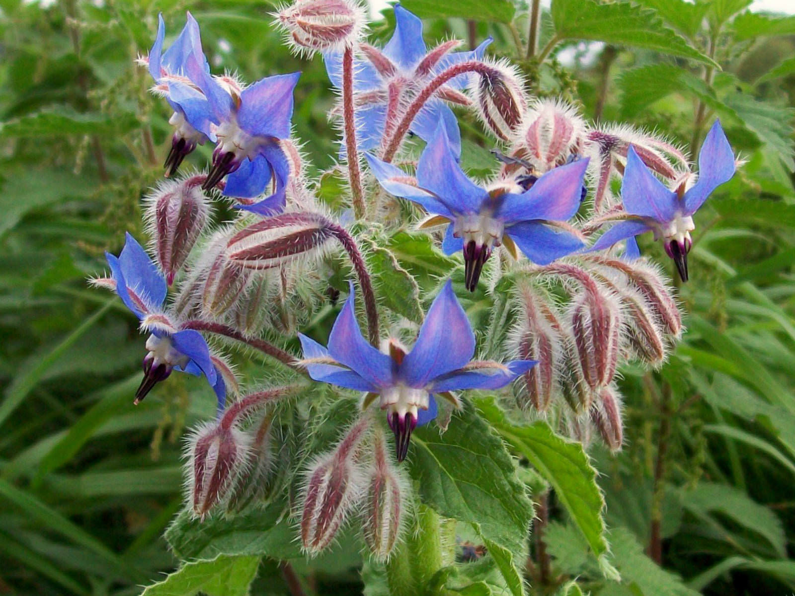 Borage flowering plant known for its wandering nature with blue, purple and lilac colours.