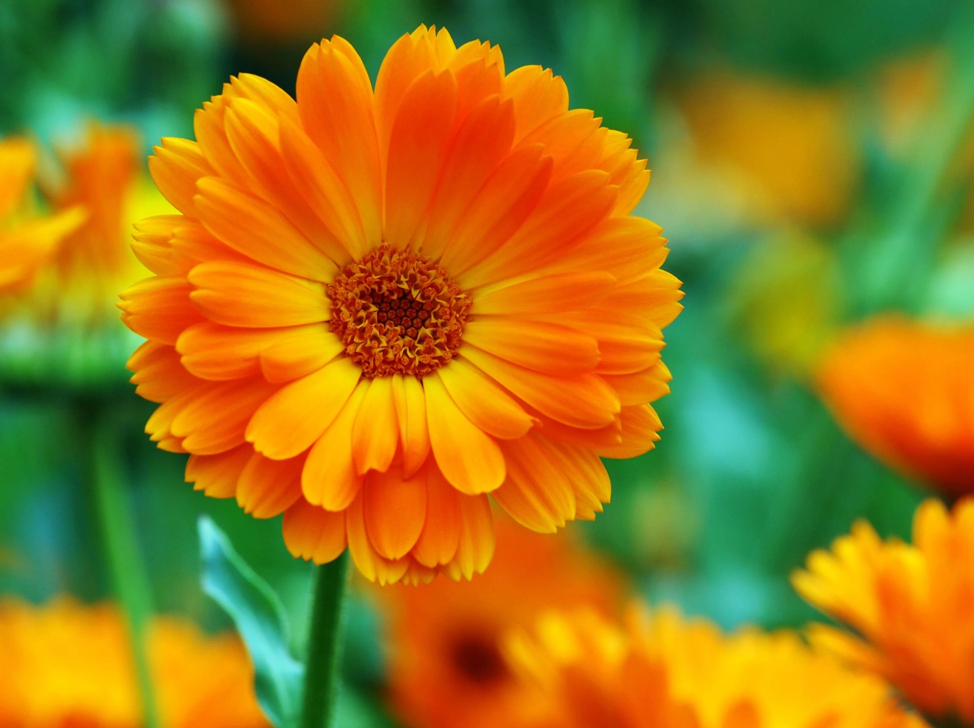 The calendula plant with beautifully bright orange and yellow petals