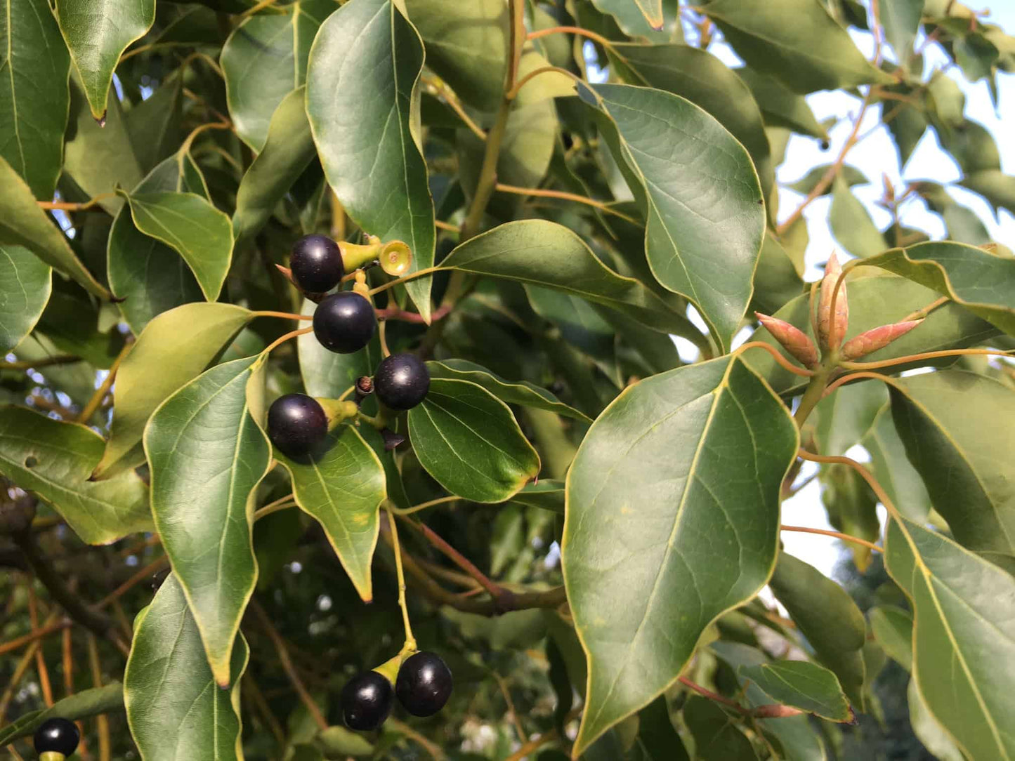 The camphor plant with many ancient traditional uses one of which being the creation of an essential oil