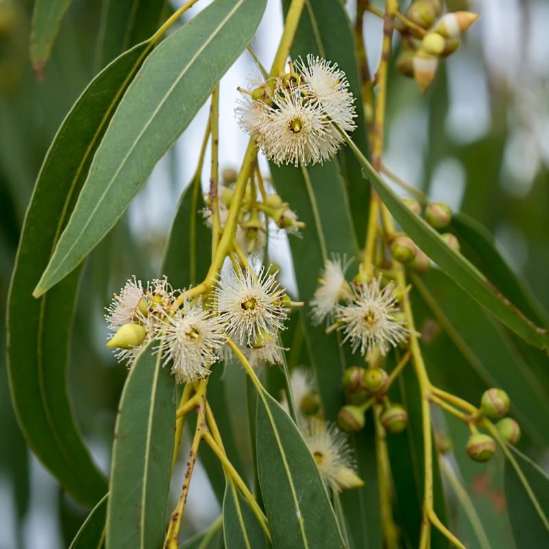 Eucalyptus globolus with white leaves often found in india. Commonly used in aroma therapy for its calming effects.