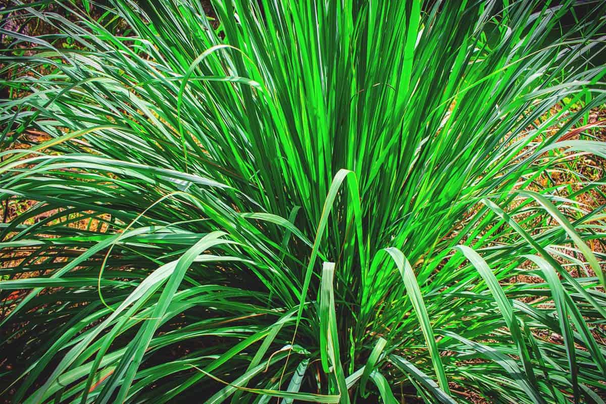 A big bush of Lemongrass used in cooking, cleaning and as an essential oil.