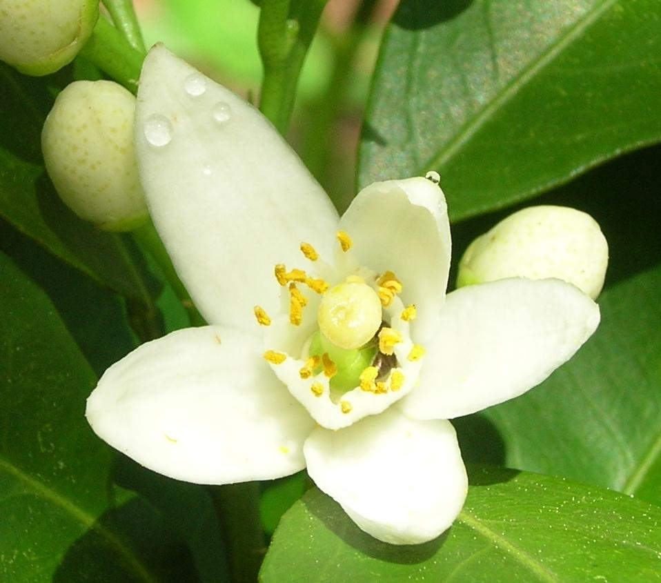 The Neroli Citrus plant with bright white petals surrounded by its green leaves, known as an exotic orange flower with many health benefits.