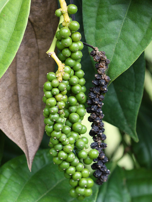 Black Pepper also known as Piper Nigrum in its earliest form hanging from its leaf. On the left is a bundle of fresh green peppers, on the right are dried ones ready to be made into an Essential Oil