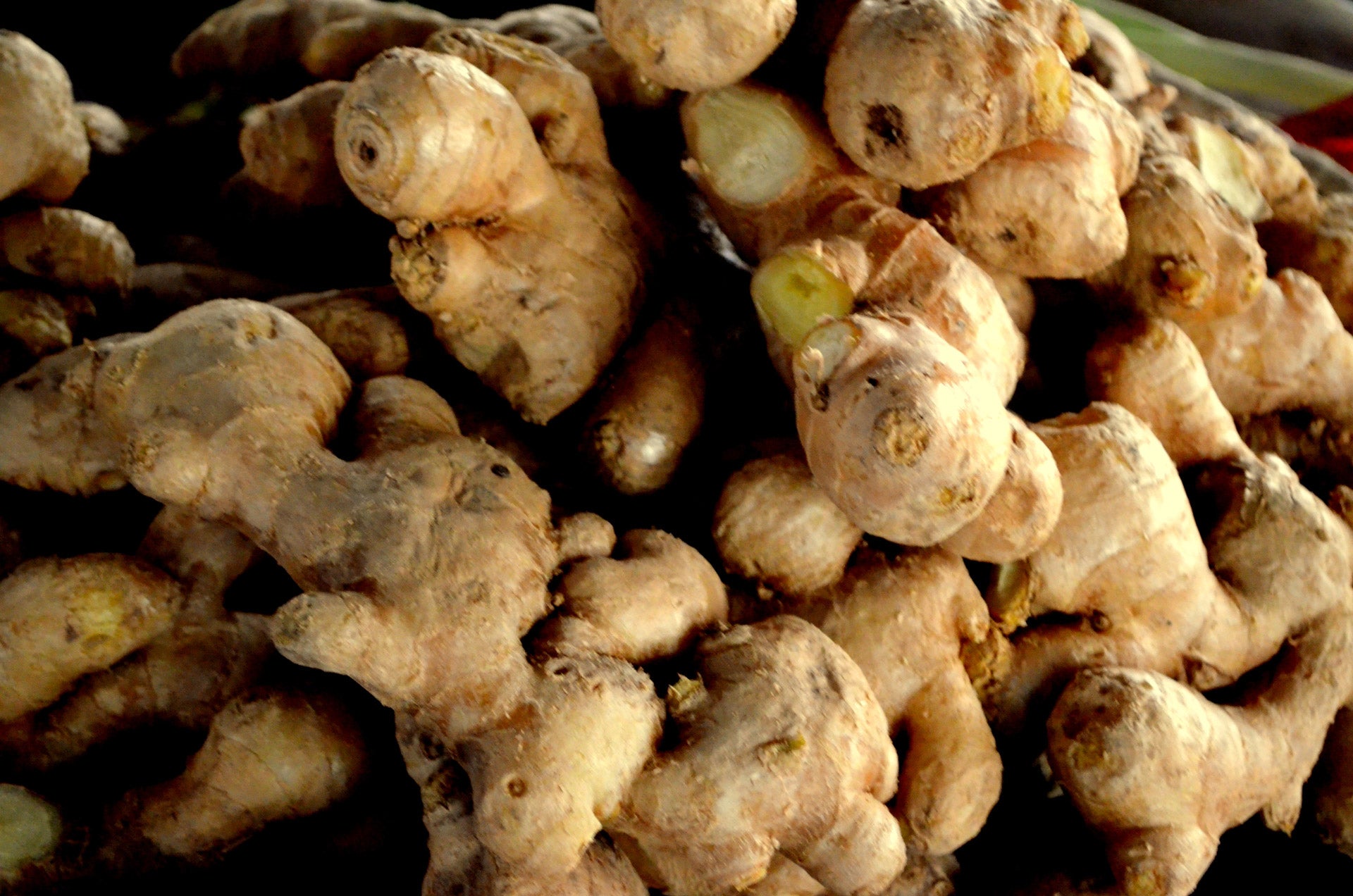 Ginger is a root with many uses in the modern day, from cooking to the use as an oil. Known for its many health benefits it is used for many different purposes.