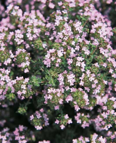 Thymus vulgaris or Thyme showing their many pink petals and green leaves.