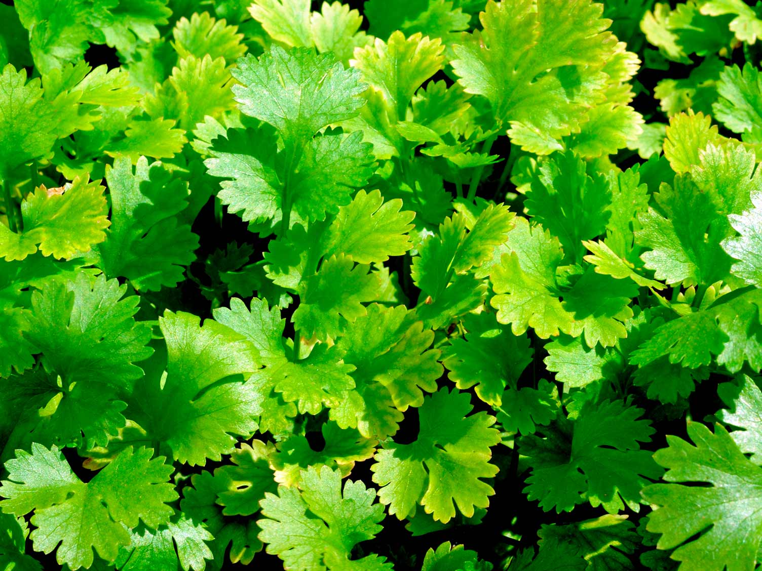 Coriander a potted plant which is known for being very leafy and is recognised by its bright green colour. It's leaves are used in cooking and essential oils.