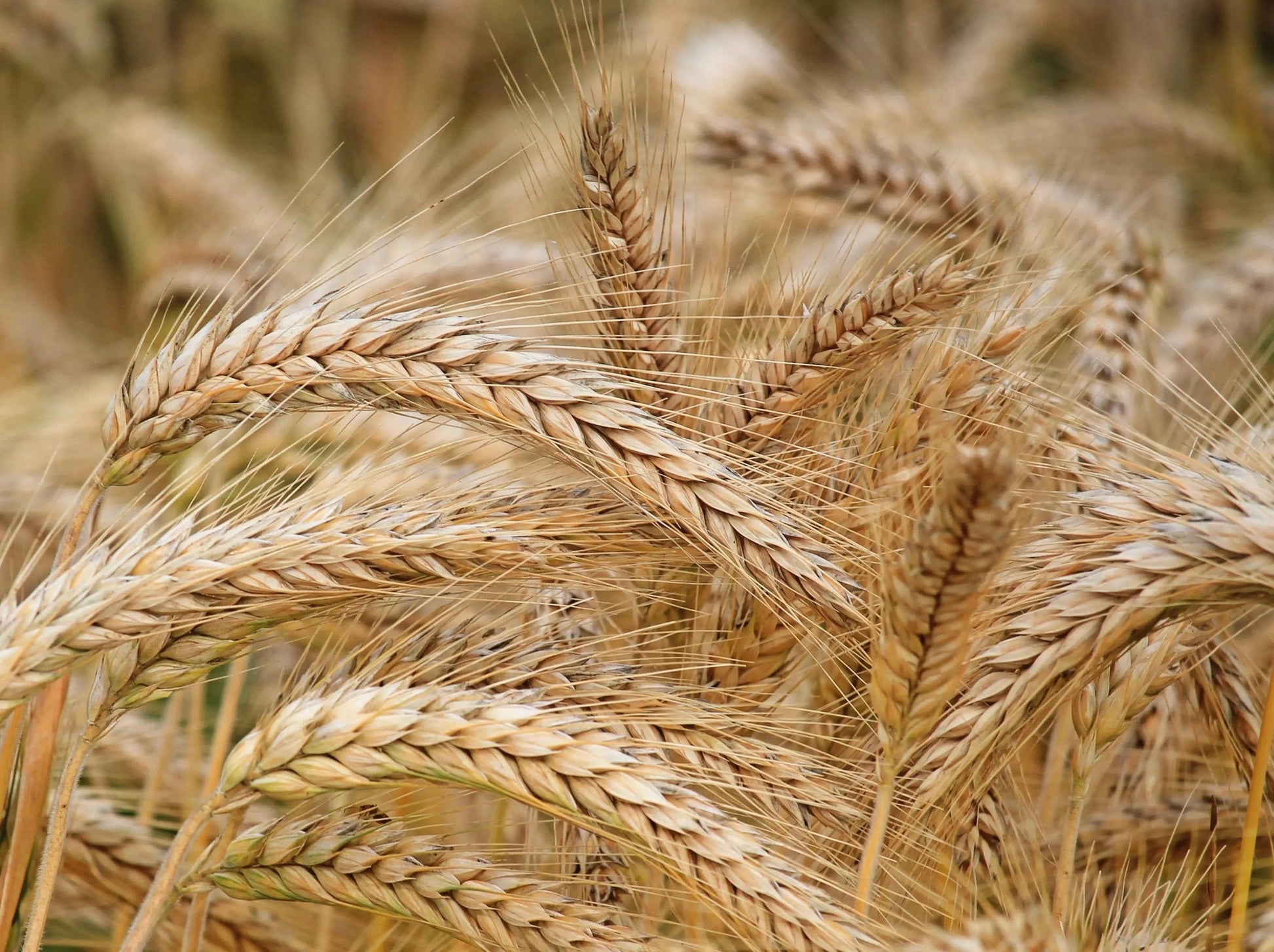 Wheat germ in a open farmers field on an autumn day.