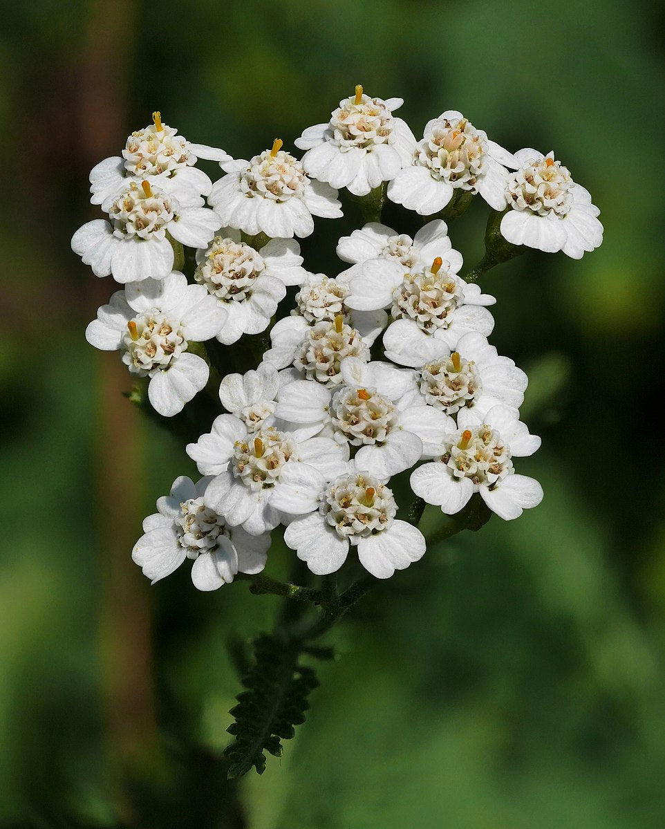 The Yarrow Achillea Millefolium flower with its white petals and green leaves.