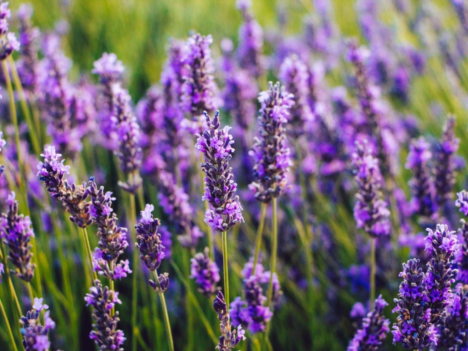 The very popular sleep remedy Lavender with bright purple petals known for it's fragrance.