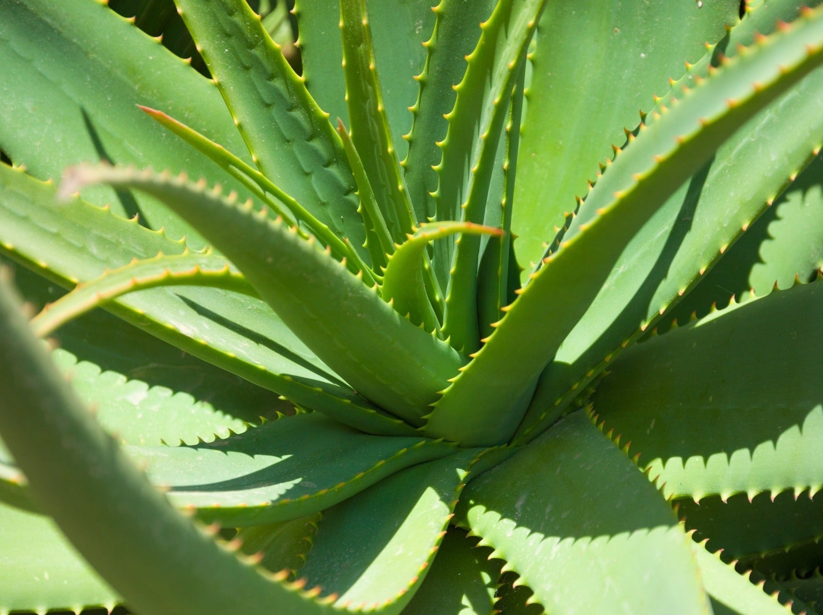 Aloe Vera, a very popular plant with many purposes such as burns. Often referred to as the burn plant.