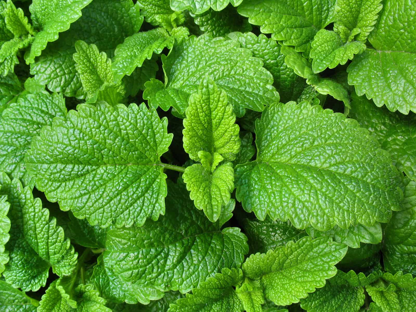 Lemon balm leaf also known as Melissa officinalis in some areas of the world.