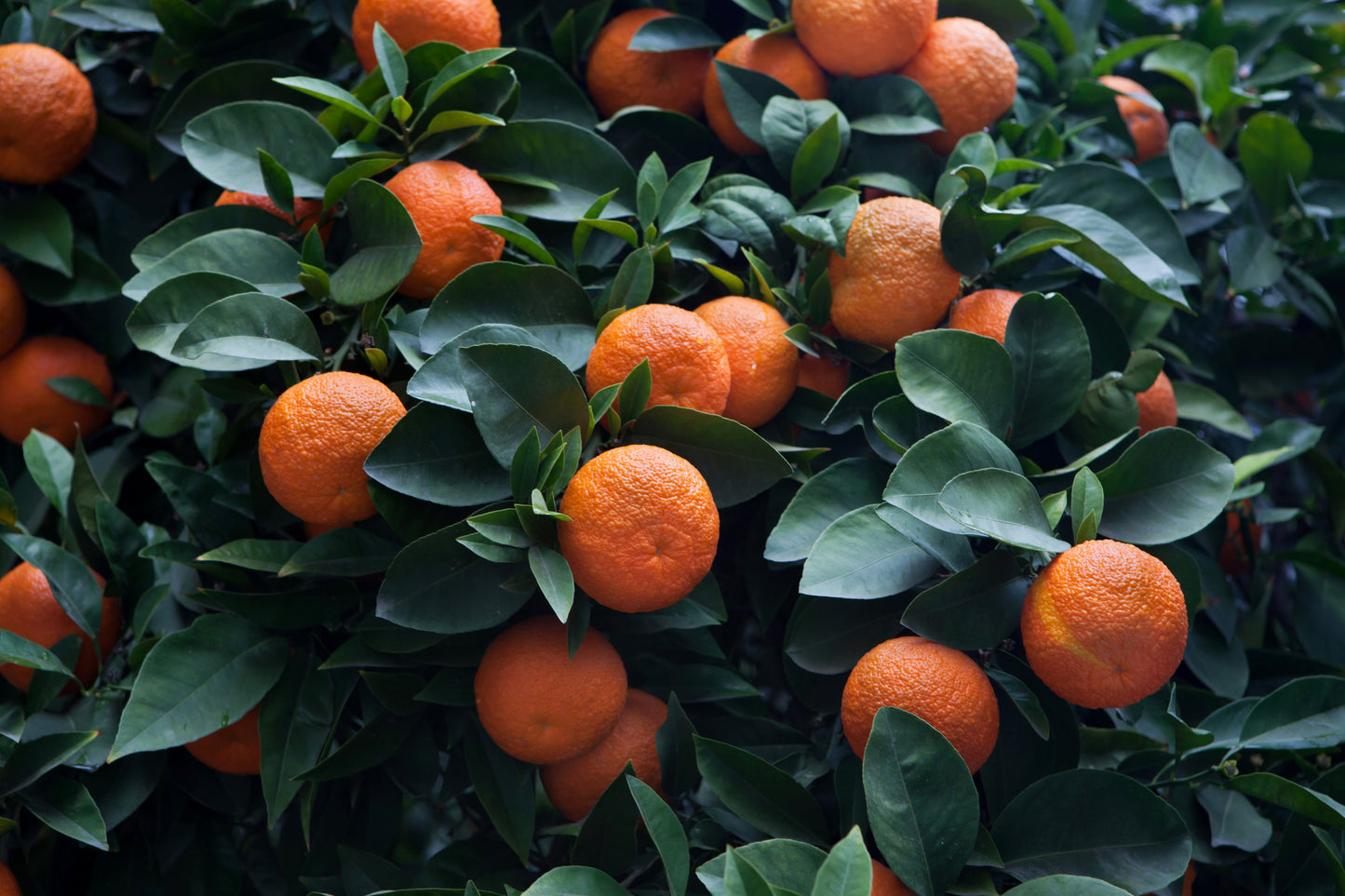 Petitgrain, a type of bitter orange in the citrus family. Photographed here on their plants surrounded by their green leaves.